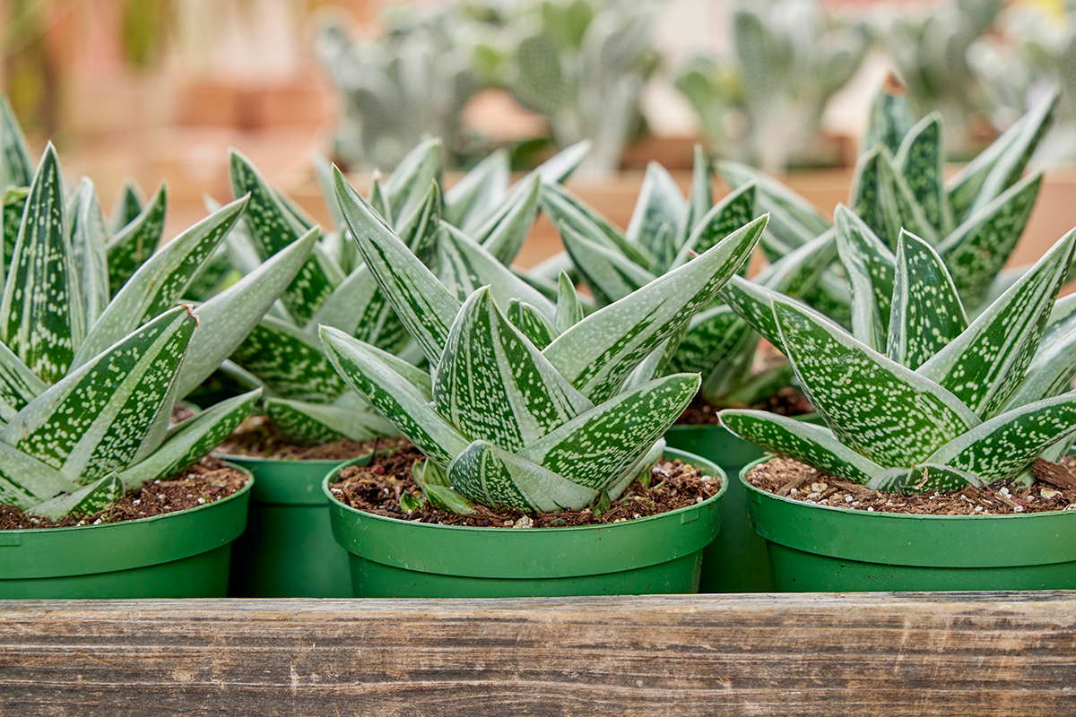 Rare Plant Treasures for Your Garden — Flora Grubb Gardens Plant